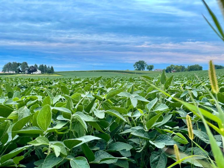 Farm field